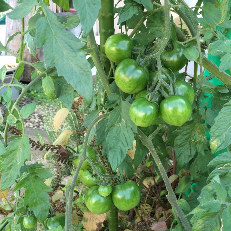 f:id:tujibee:20171010134006j:image:w230:right