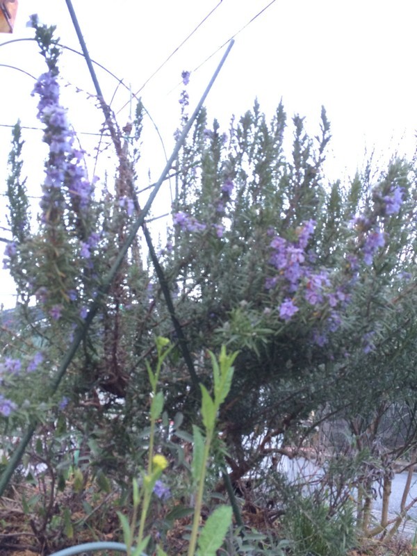 f:id:tujibee:20180322173911j:image:w300:right
