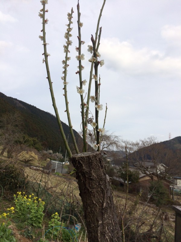 f:id:tujibee:20180324151050j:image:w240:left