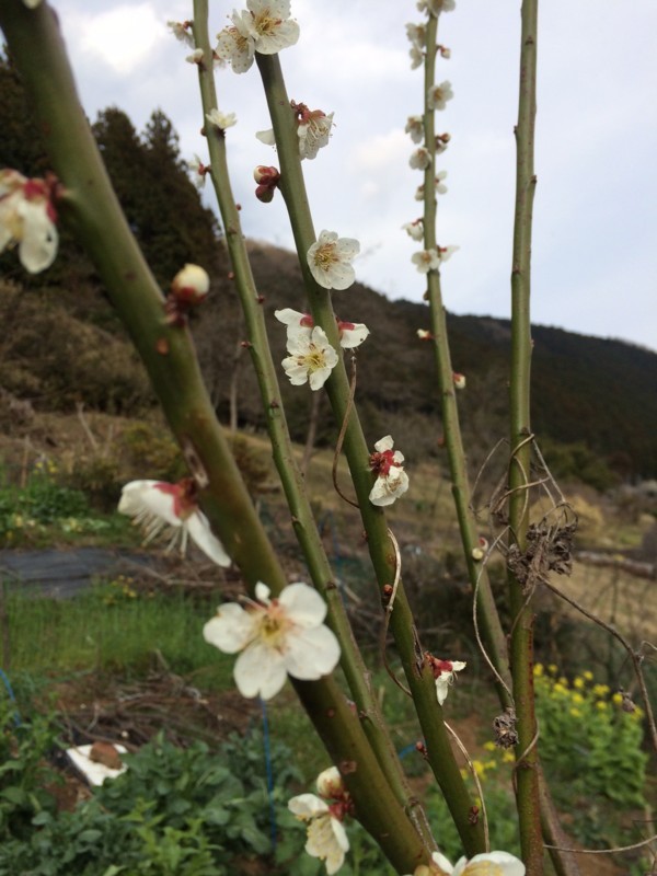 f:id:tujibee:20180324151118j:image:w240