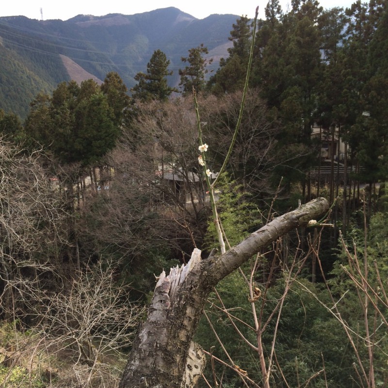 f:id:tujibee:20180324151205j:image:w240:left