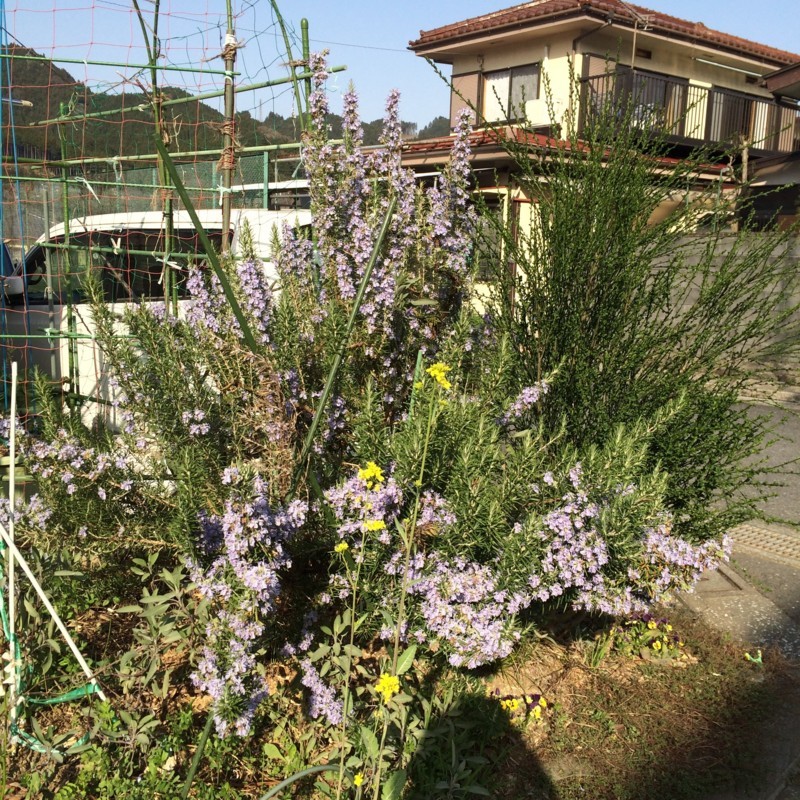f:id:tujibee:20180331154422j:image:w300