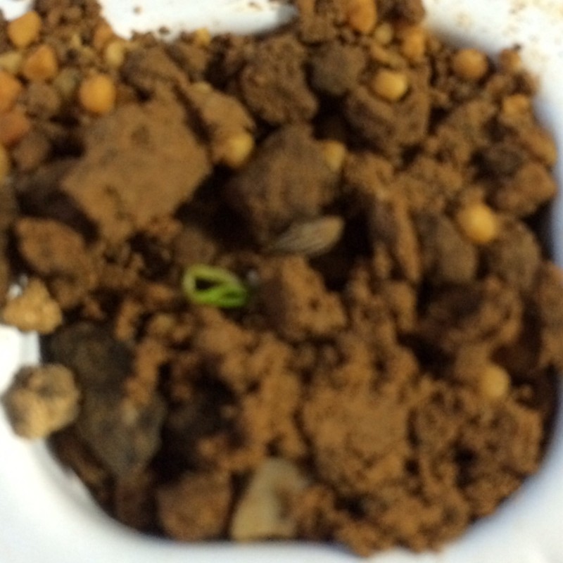 f:id:tujibee:20180409181115j:image:w230:left