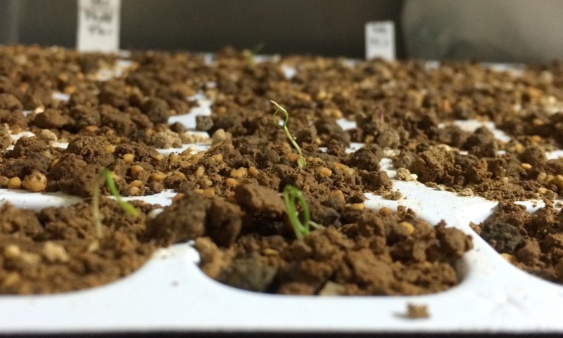 f:id:tujibee:20180410195319j:image:w300