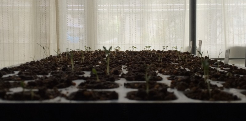 f:id:tujibee:20180414064557j:image