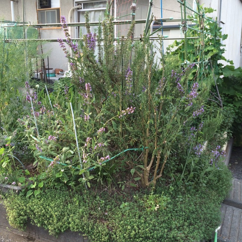 f:id:tujibee:20180516174637j:image:w300