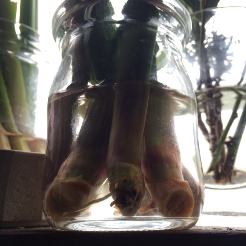 f:id:tujibee:20180517111009j:image:w280:left