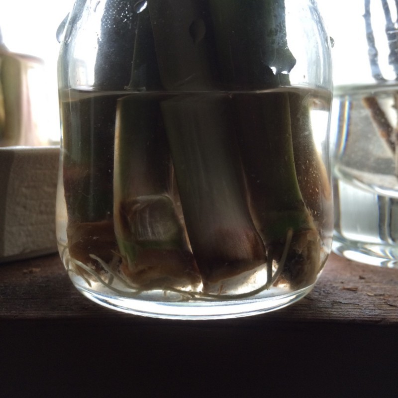 f:id:tujibee:20180517111013j:image:w280:left