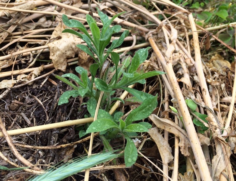 f:id:tujibee:20180523122131j:image:w300