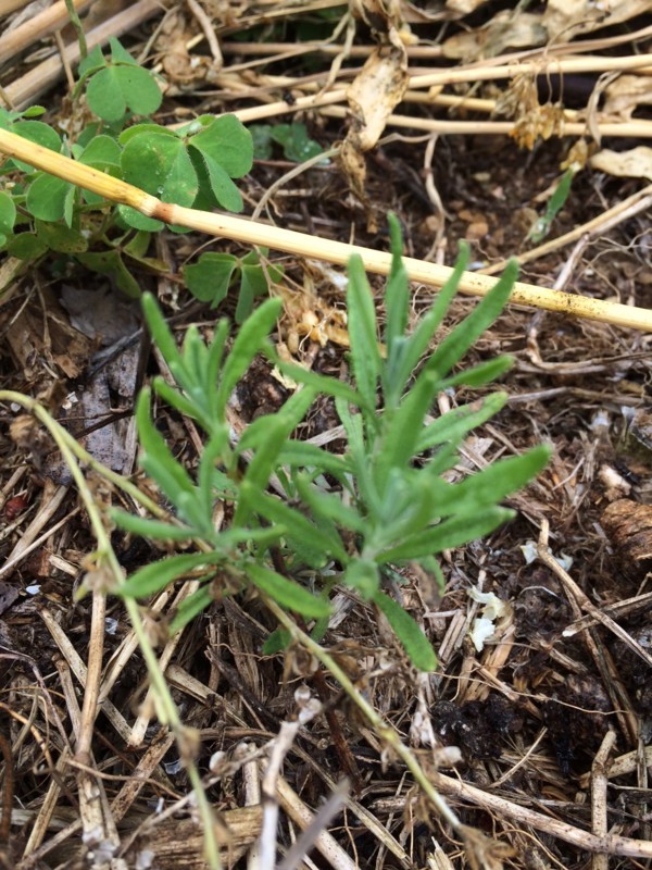 f:id:tujibee:20180523122134j:image:w300:left