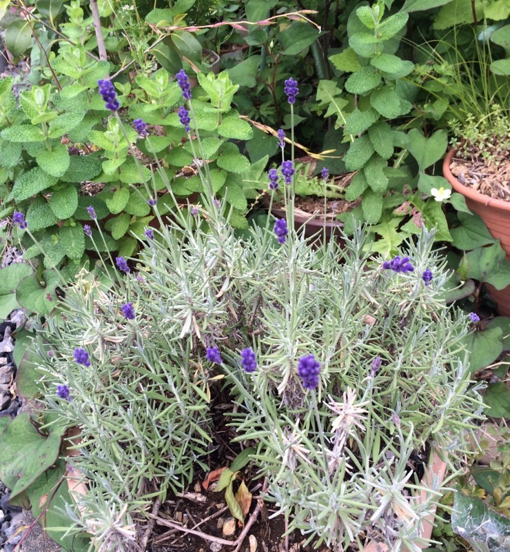 f:id:tujibee:20180528105817j:image:w300:right