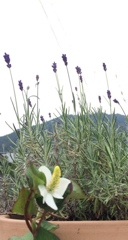 f:id:tujibee:20180528112300j:image:w300:right