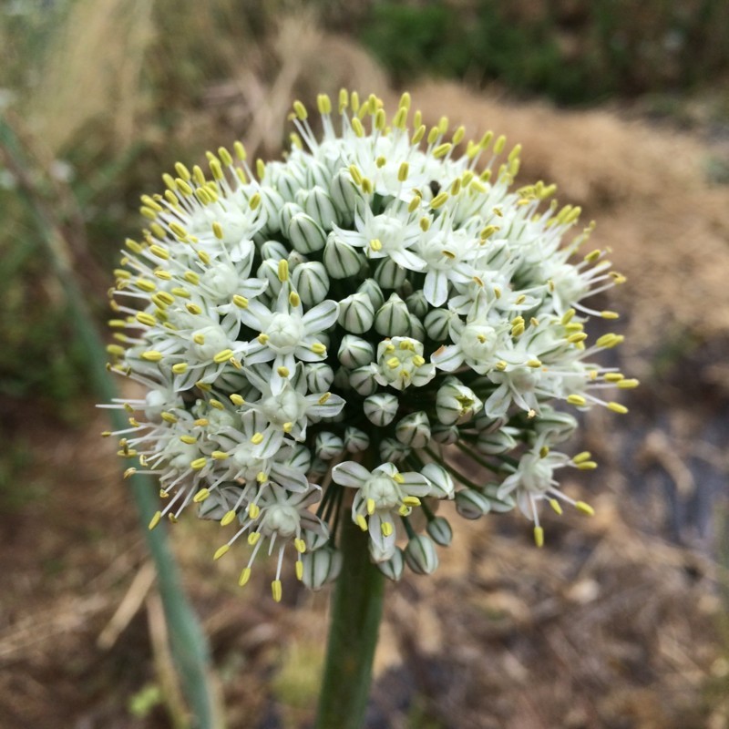 f:id:tujibee:20180530085708j:image:w300:left