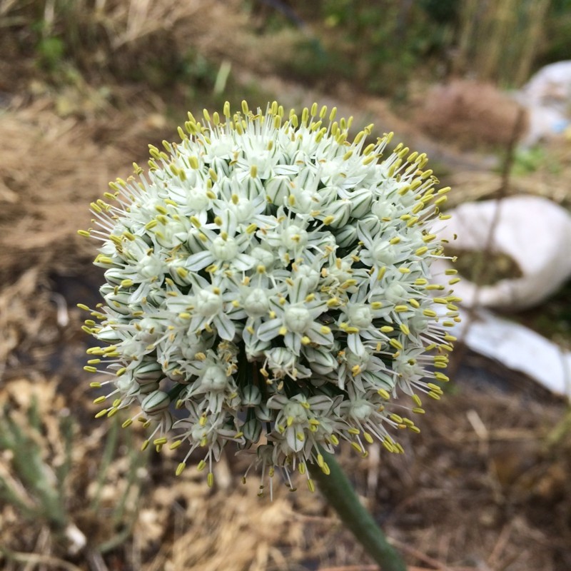 f:id:tujibee:20180530085722j:image:w300:left