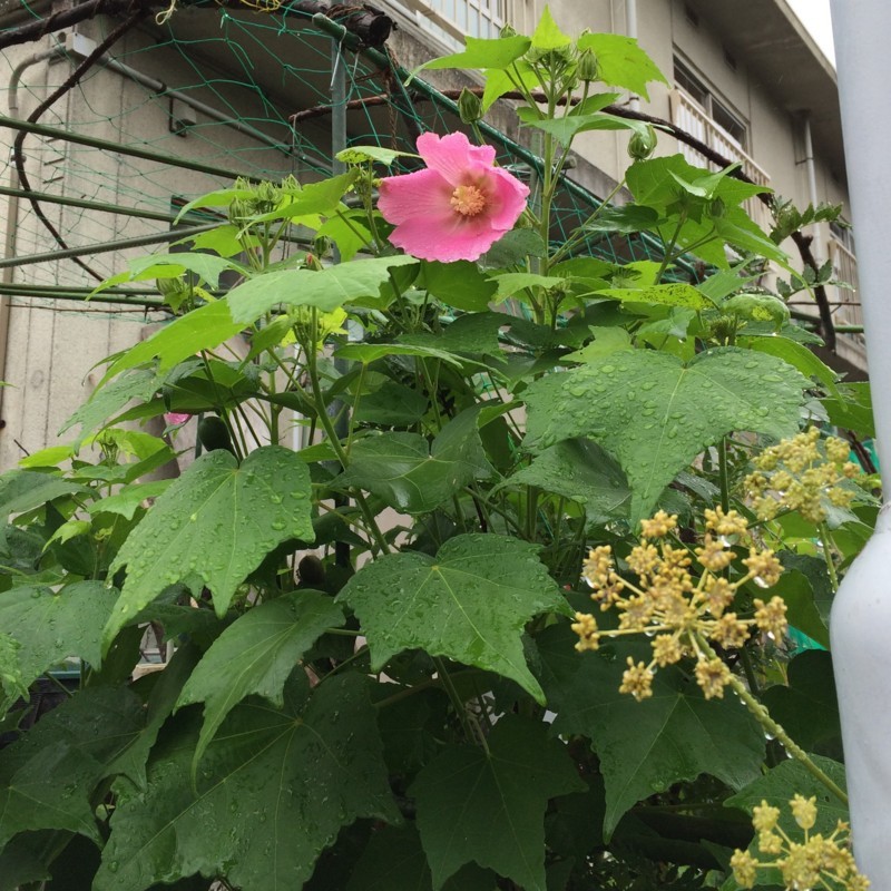 f:id:tujibee:20180807084751j:image:w300:left