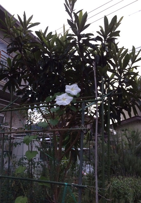 f:id:tujibee:20180919174939j:image:w300:left