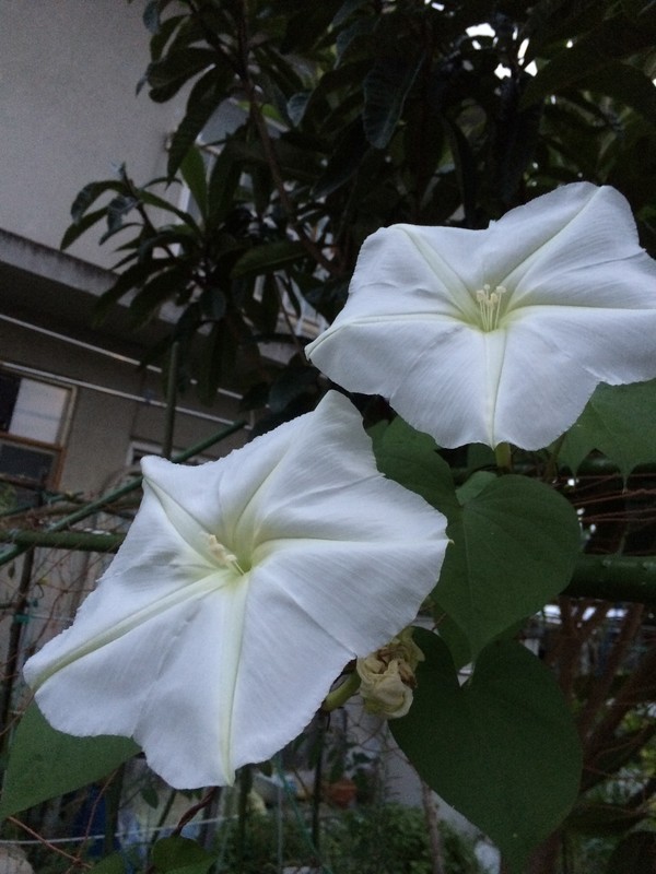 f:id:tujibee:20180919175005j:image:w250:right