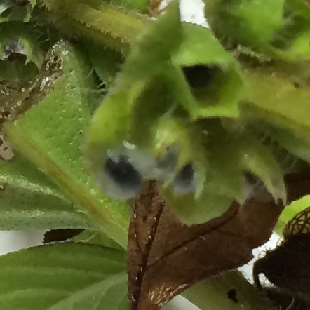 f:id:tujibee:20181008113051j:image:w230:left