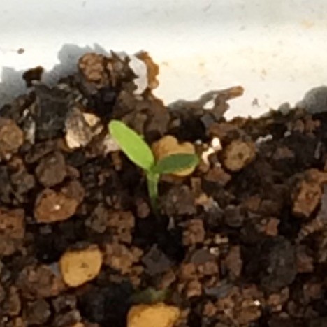 f:id:tujibee:20181017083434j:image:w200:right f:id:tujibee:20181017083434j:image:w200:right