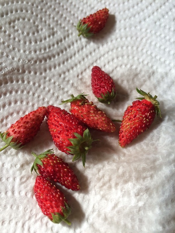 f:id:tujibee:20181022132912j:image:w220:left