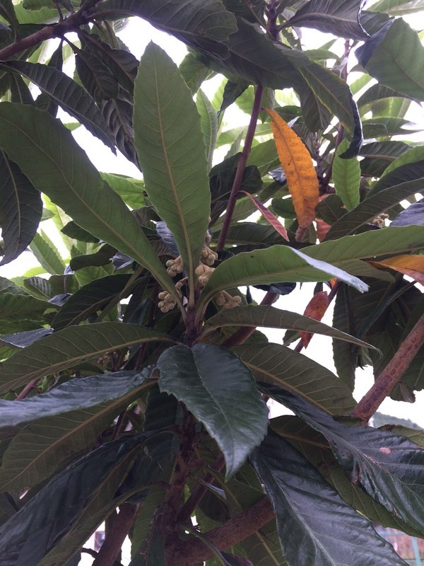 f:id:tujibee:20181110135907j:image:w260:left