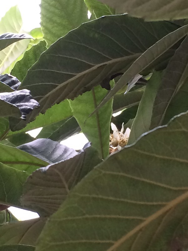 f:id:tujibee:20181110135929j:image:w260:left