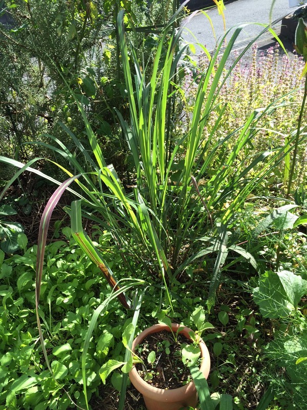 f:id:tujibee:20181114122739j:image:w300:left