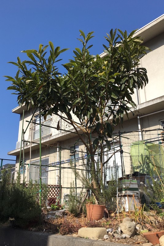 f:id:tujibee:20190213123059j:plain:w180