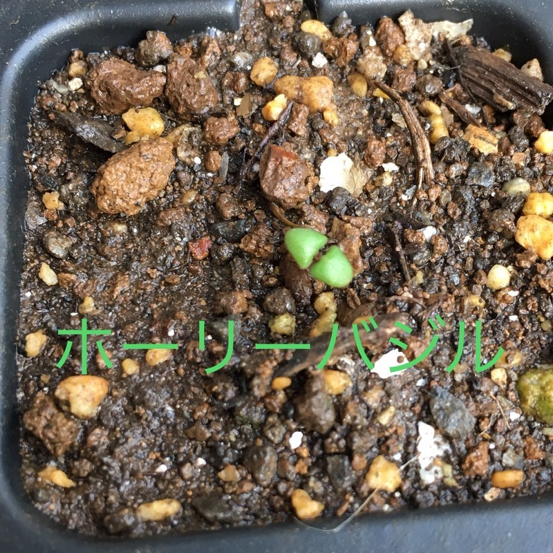 f:id:tujibee:20190331160143j:plain:w250