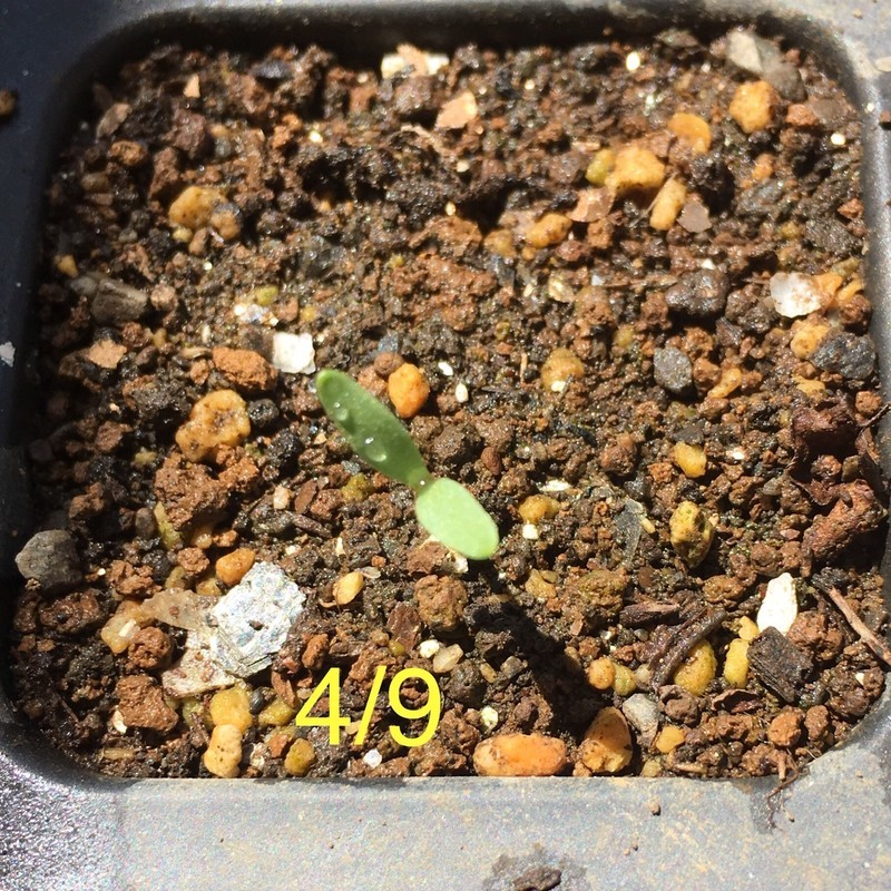 f:id:tujibee:20190409104753j:plain:w250:left