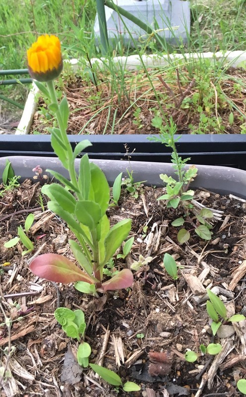 f:id:tujibee:20190503175855j:plain:w200:left