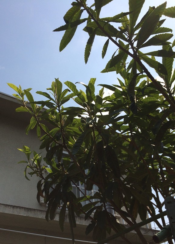 f:id:tujibee:20190512094409j:plain:w280:left