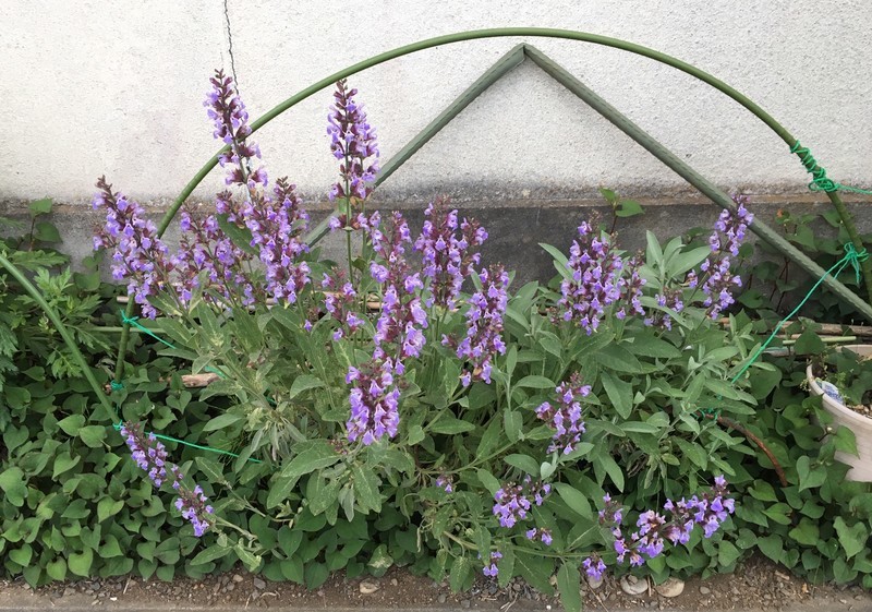 f:id:tujibee:20190516181707j:plain