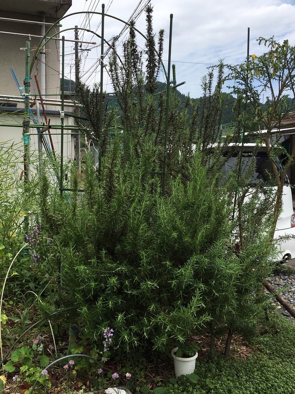 f:id:tujibee:20190522115413j:plain:w171:left