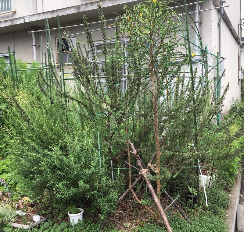 f:id:tujibee:20190522115424j:plain:w171:left