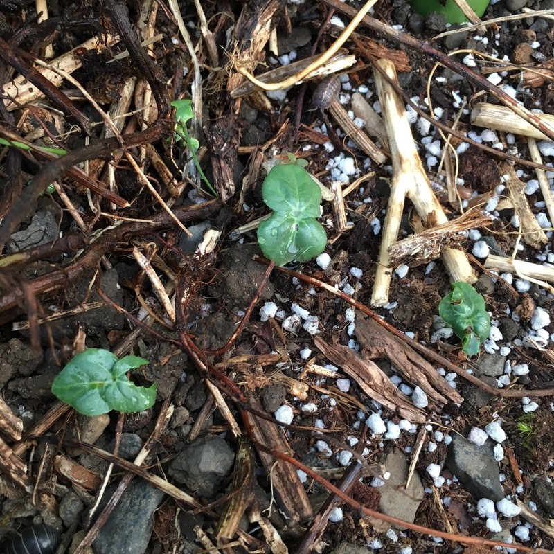 f:id:tujibee:20190526181828j:plain:w300:left