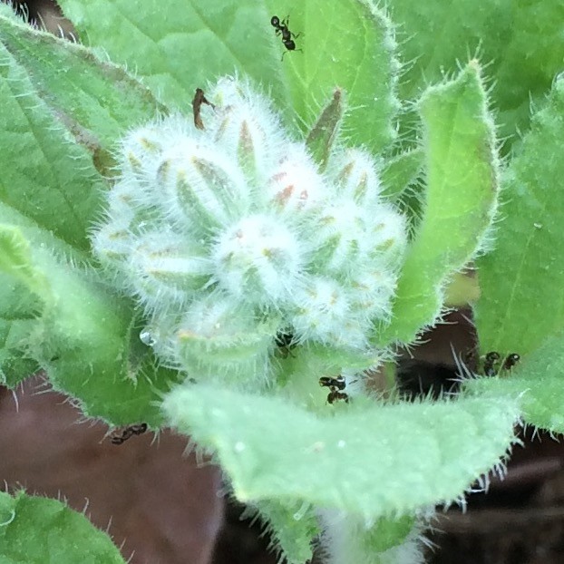 f:id:tujibee:20190531083303j:plain:w300:left