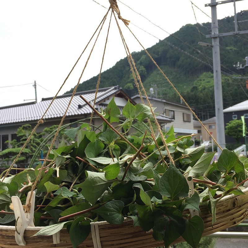 f:id:tujibee:20190603124150j:plain:w170:left