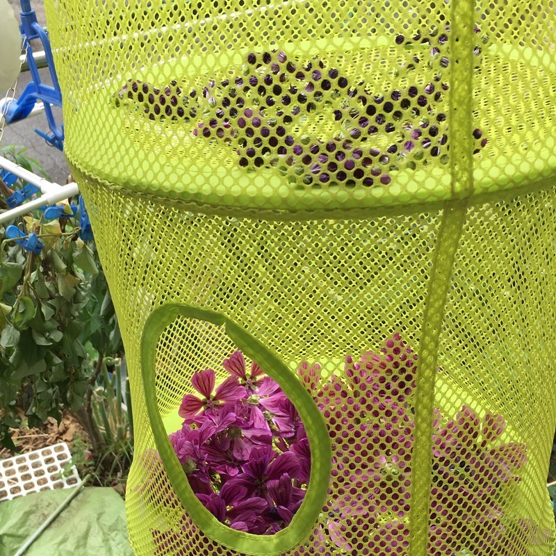 f:id:tujibee:20190603124202j:plain:w170:left