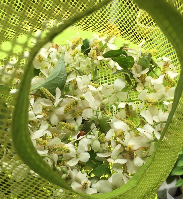 f:id:tujibee:20190603124210j:plain:w170:left