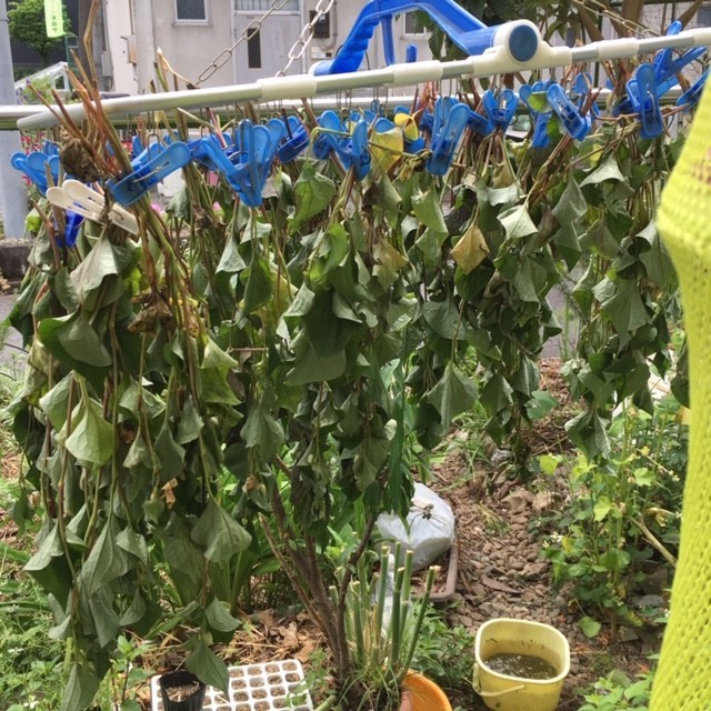 f:id:tujibee:20190603124221j:plain:w170:left