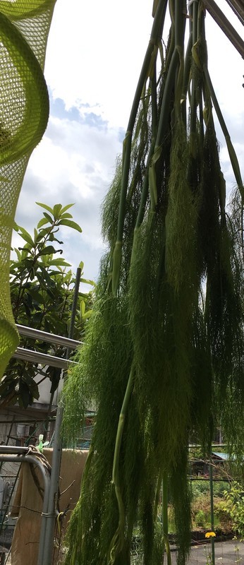 f:id:tujibee:20190603124251j:plain:w170:left