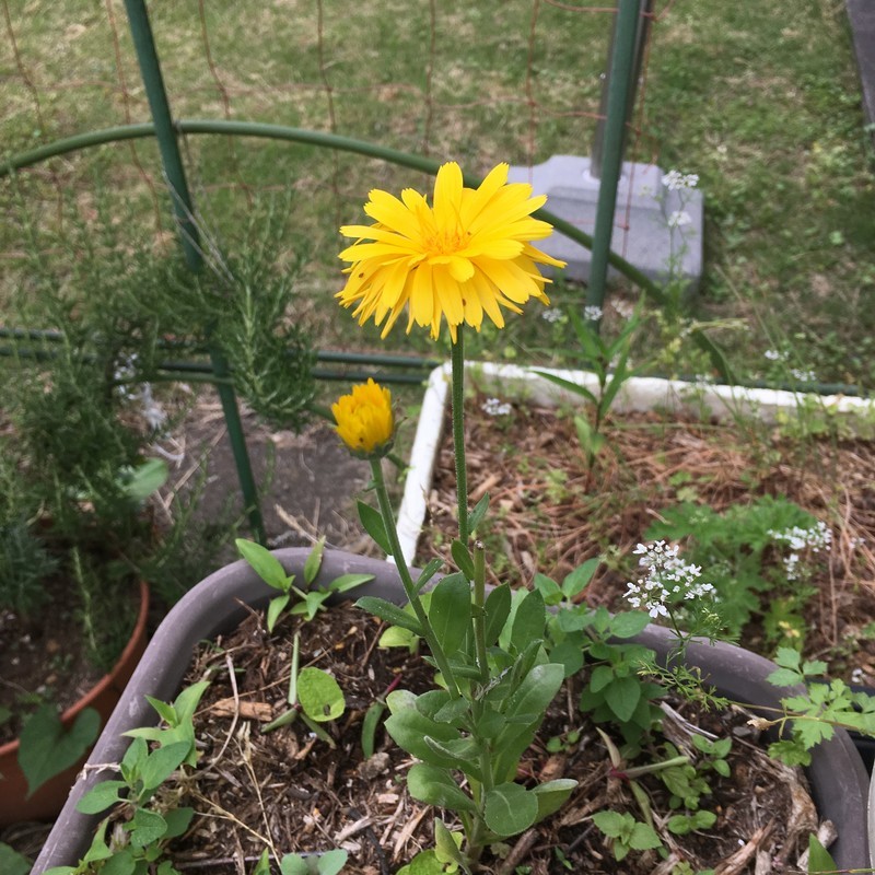 f:id:tujibee:20190605102158j:plain:w200:left