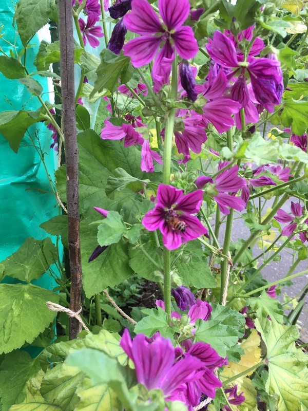 f:id:tujibee:20190611152015j:plain:w300:left