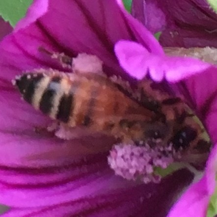 f:id:tujibee:20190611152206j:plain:w180:left