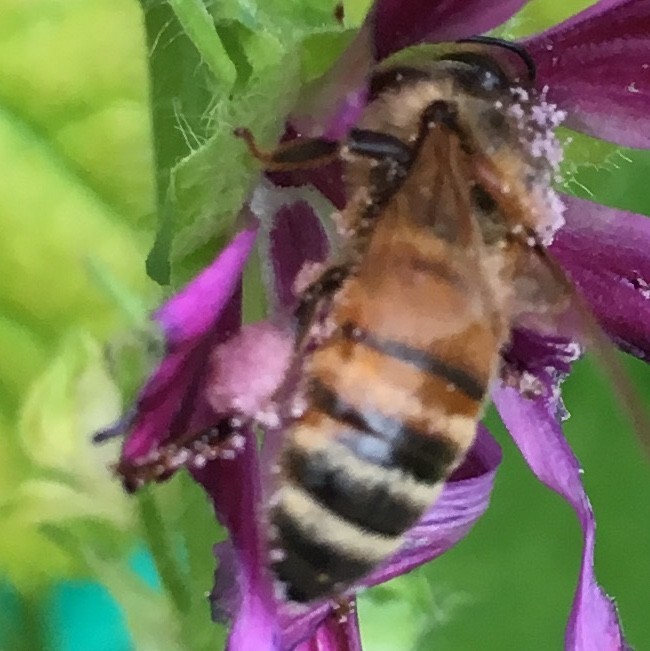 f:id:tujibee:20190611152218j:plain:w180:left