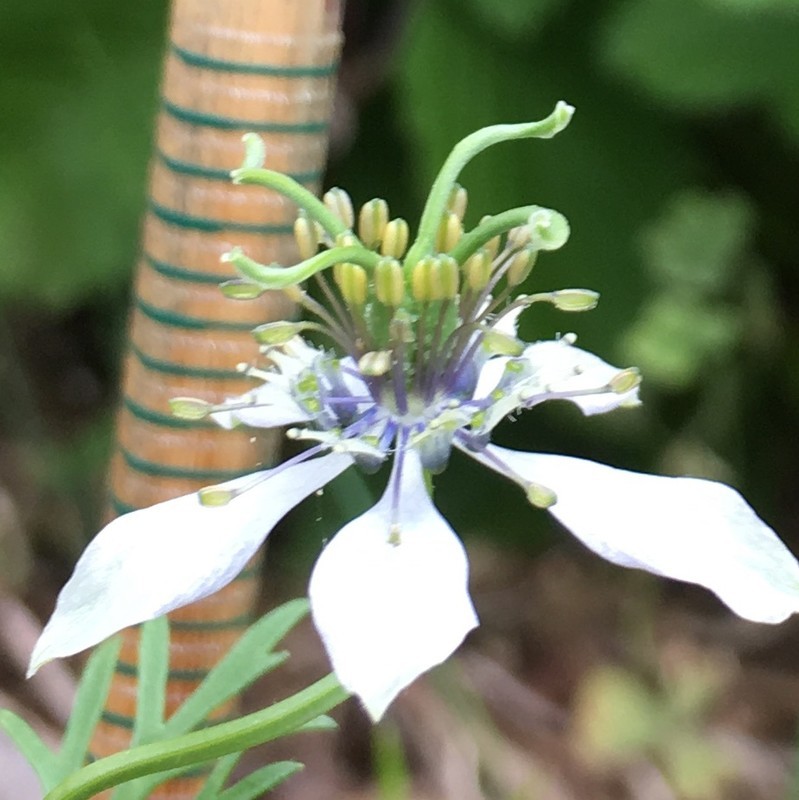 f:id:tujibee:20190614163239j:plain:w300