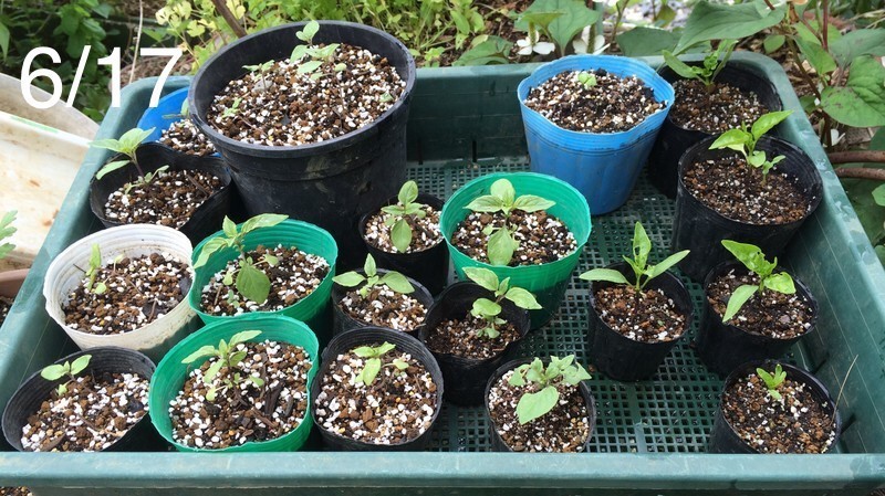 f:id:tujibee:20190617150357j:plain