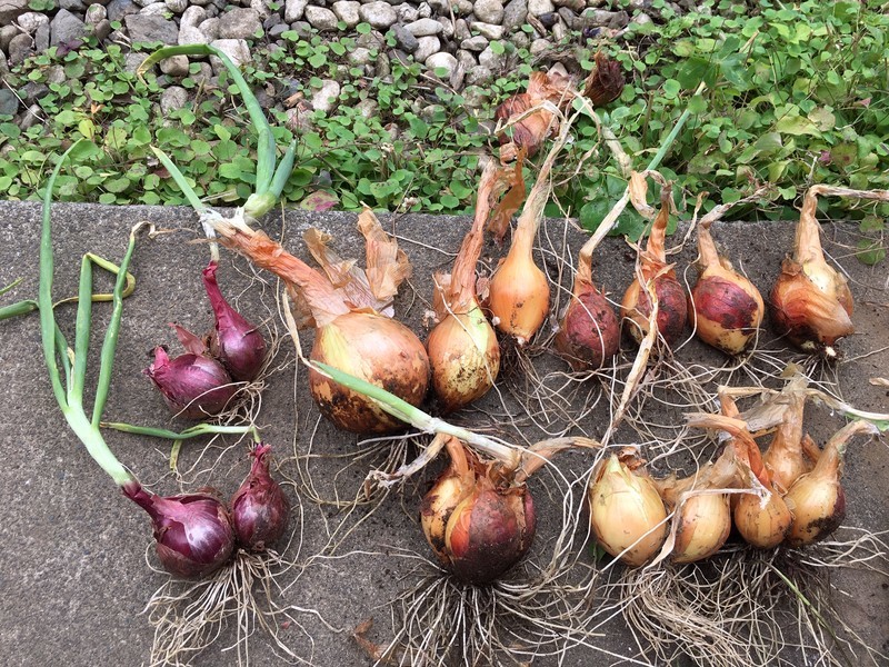 f:id:tujibee:20190620122345j:plain:w350:left