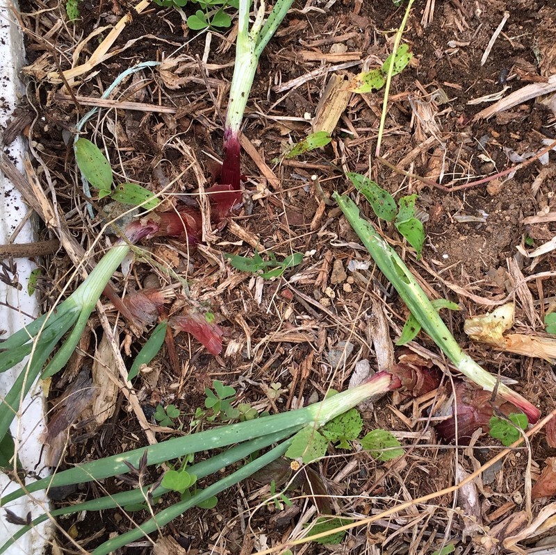 f:id:tujibee:20190620122616j:plain:w250:right f:id:tujibee:20190620122616j:plain:w250:right